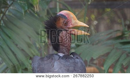 The helmeted hornbill is a very large bird in the hornbill family. It is found on the Malay Peninsul