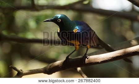 The golden-breasted starling is a small bird with a bright, blue tail and a blue back. It has a gree