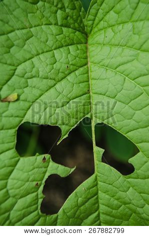 Group Of Green Leaves With Marks Of Insect Bites, Bites Of Insects On Some Green Leaves, Food Of Cat