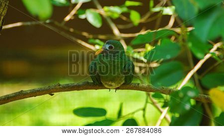 The Jambu Fruit Dove Is A Smallish Colourful Fruit Dove. It Is A Resident Breeding Species In Southe