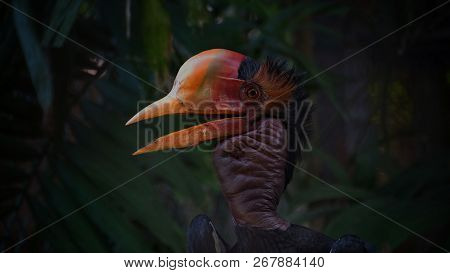 The helmeted hornbill is a very large bird in the hornbill family. It is found on the Malay Peninsul