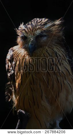 The Tawny Fish Owl Is A Species Of Owl In The Genus Ketupa. It Is Clear From Several Shared Characte