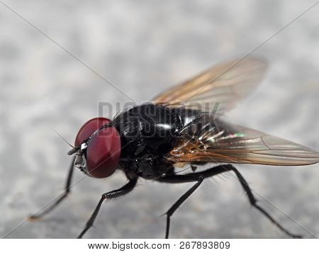 Macro Photography Of Noon Fly On The Floor