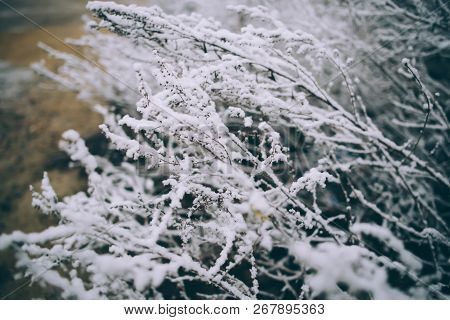 Birch Forest In Winter In Black And White. Winter Concept.