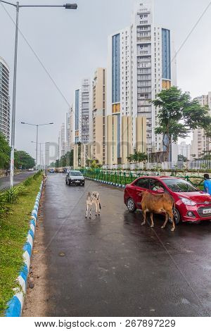 Kolkata, India - October 28, 2016: View Of Cows On A Street Near Uniworld City Development In Kolkat