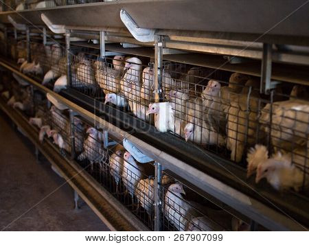 Breeding Broiler Chickens And Chickens, Broiler Chickens Sit Behind Bars In The Hut, Poultry House, 