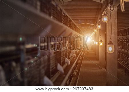 Modern Chicken Coop In Which Broiler Chickens Are Bred For Consumption In Food, Factory