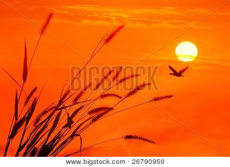 석양의 하늘 배경 위에 햇빛에 대하여 bulrushes