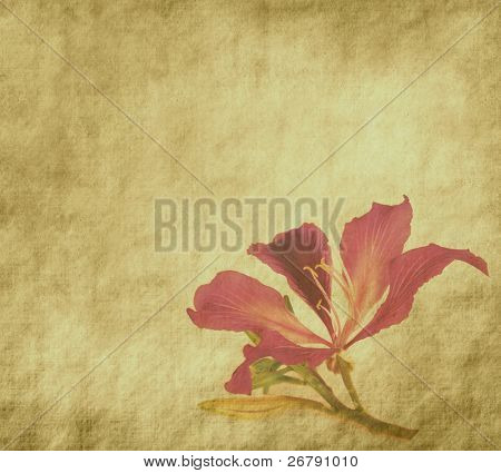 Bauhinia Blume auf Grunge-abstrakt