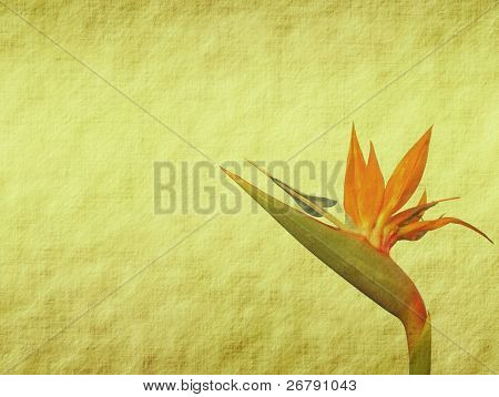Gammel antik vintage papir baggrunden med Strelitzia reginae, kran Lily, Bird of Paradise blomst