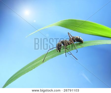 Mrówka na zielonej trawie na zachód słońca