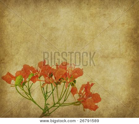 Påfugl blomster på træ med gamle antik vintage papir baggrunden
