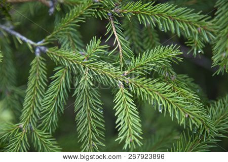 Spruce, Holiday, Postcard, Decoration, Green, Conifer, Needles,
