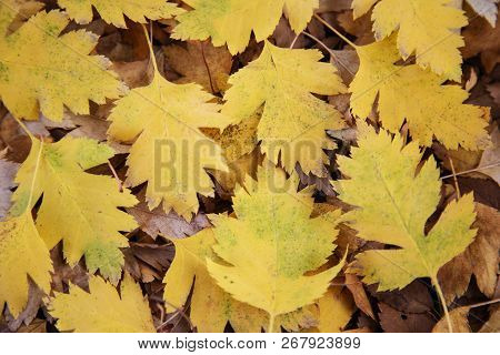 Shrub, Hawthorn, Autumn, Foliage, Yellow, Fallen, Background,