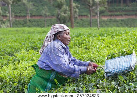 Munnar, India - November 14, 2016: Tea Picker Woman Working In Tea Plantation In Munnar, Kerala, Sou