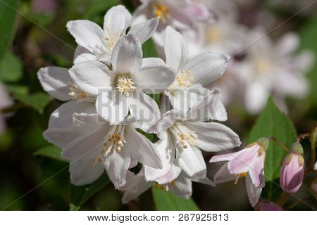Fuzzy Deutzia (deutzia Scabra), Close-up Of The Flower Head