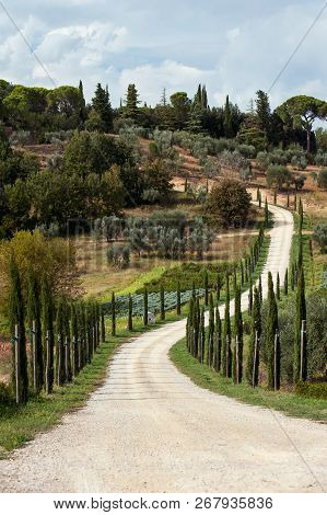 Spectacular Magical Tuscany Lane Of Italian Evergreen Cypress With Walkway. Outdoors Vertical Fall S