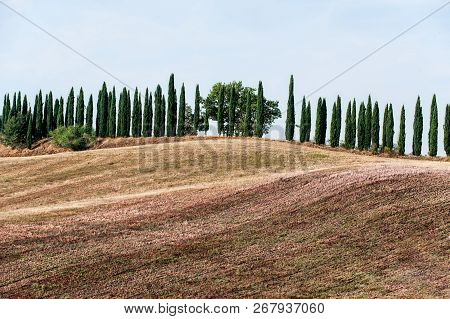 Spectacular Magical Tuscany Lane Of Italian Evergreen Cypress. Outdoors Horizontal Fall Season Color