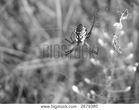 Zahradní Spider s jídlem