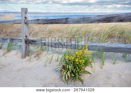 Goldenrod With Windswept Grass Along The Beach In Bayshore Waterfront Park In Monmouth County New Je