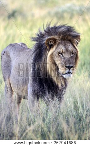 Lion (panthera Leo), Central Kalahari Game Reserve, Ghanzi, Botswana, Africa