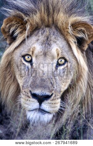 Lion (panthera Leo), Central Kalahari Game Reserve, Ghanzi, Botswana, Africa