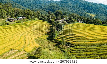 Most Beautiful Rice Image & Photo (Free Trial) | Bigstock