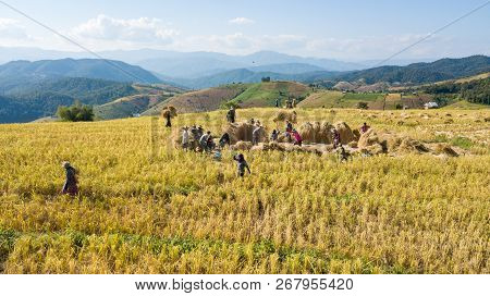 Farmers Harvest Rice Farm With Traditional Way By Manual Rice Threshing At Hamlet Name Ban Pa Pong P