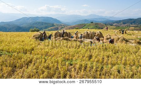 Farmers Harvest Rice Farm With Traditional Way By Manual Rice Threshing At Hamlet Name Ban Pa Pong P