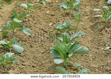 Green Leafy Vegetables Seedlings Potato  Onion Cabage Salad