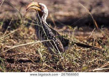 Southern Yellowbilled Hornbill (tockus Flavirostris), Central Kalahari Game Reserve, Ghanzi, Botswan