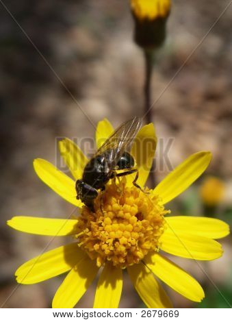 黄色の花の上を飛ぶ
