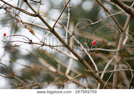 Red Berries Grow On A Tree Without Leaves. Health And Nature