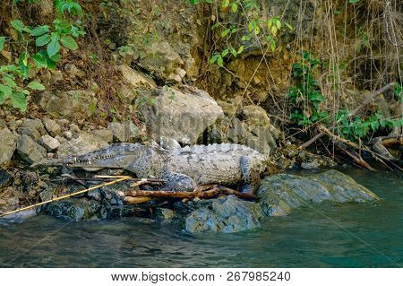 Crocodile Near Of The Rio Grijalva (sumidero Canyon), Mexico