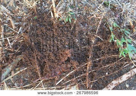 Colony Of Red Ants Small. Spring Outputs Ants On The Surface For Mating.