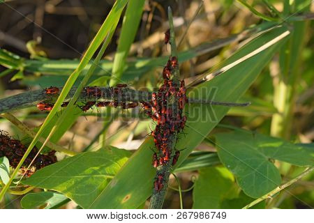 Firebugs Mating And Walking Backwards. Spring Nature Fire Bug Red Insects Macro. Red Bugs In The Gra