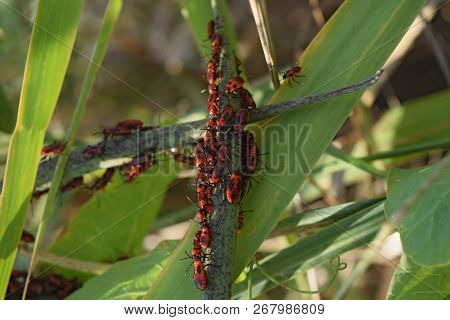 Firebugs Mating And Walking Backwards. Spring Nature Fire Bug Red Insects Macro. Red Bugs In The Gra