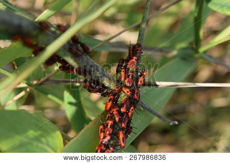 Firebugs Mating And Walking Backwards. Spring Nature Fire Bug Red Insects Macro. Red Bugs In The Gra