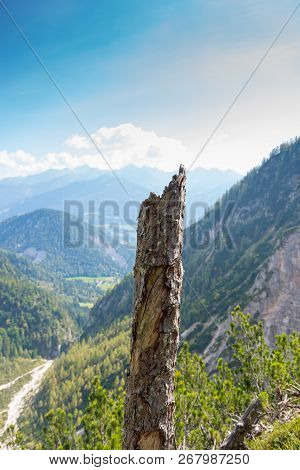 Stub Tree With Panorama Of The Alps, Schladming, Austria