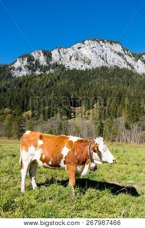 Cow On Meadow In The Alps, Mariazell, Austria