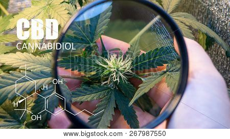 Psychoactive Elements In Marijuana Buds. Magnifying Glass To Check Marijuana Harvest Cbd Thc