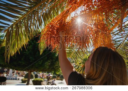 Woman Tourist Holding Raw Dates On Date Palm