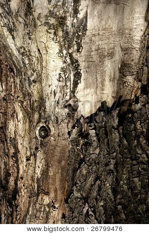 ปิดยิงของ bole xylem