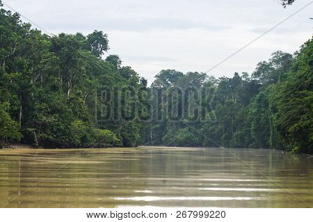 Rainforest Along The Kinabatangan River, Sabah, Borneo. Malaysia.