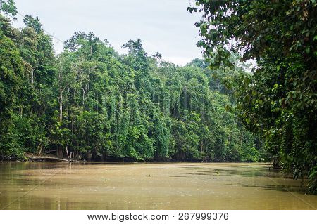 Rainforest Along The Kinabatangan River, Sabah, Borneo. Malaysia.