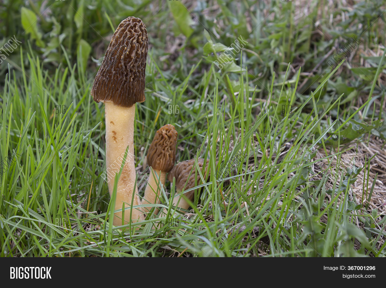 Growing Morels Forest Image & Photo (Free Trial) Bigstock