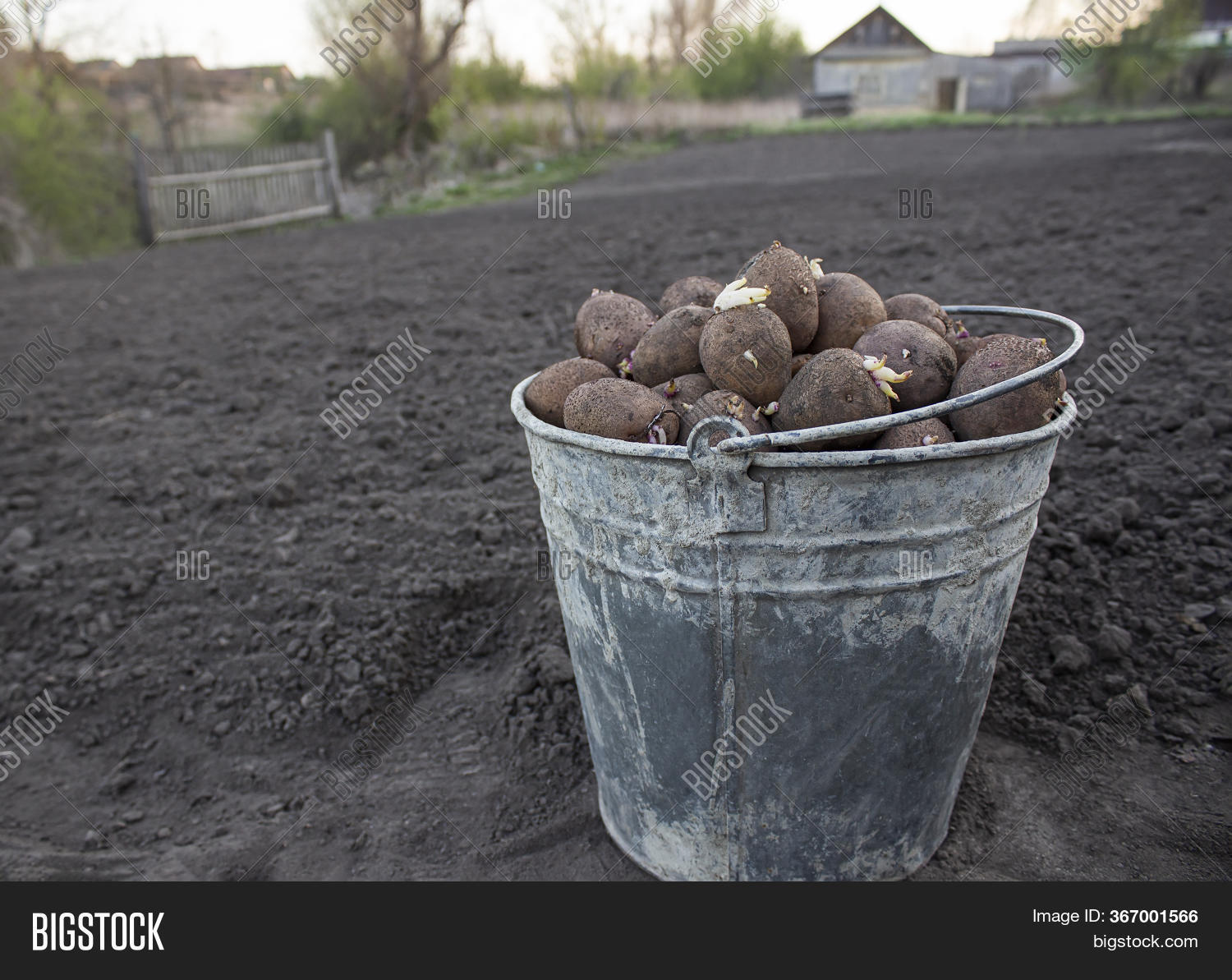 Bucket Potatoes On Image & Photo (Free Trial) Bigstock