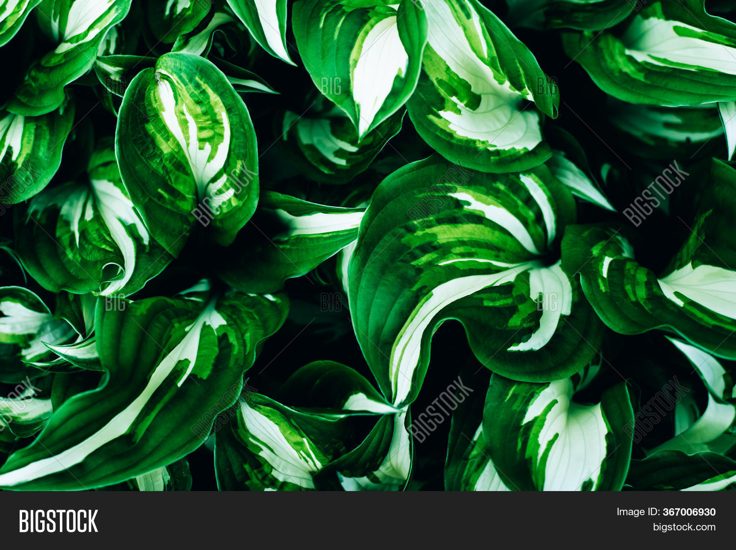 Beautiful Green Fresh Image & Photo (Free Trial) | Bigstock