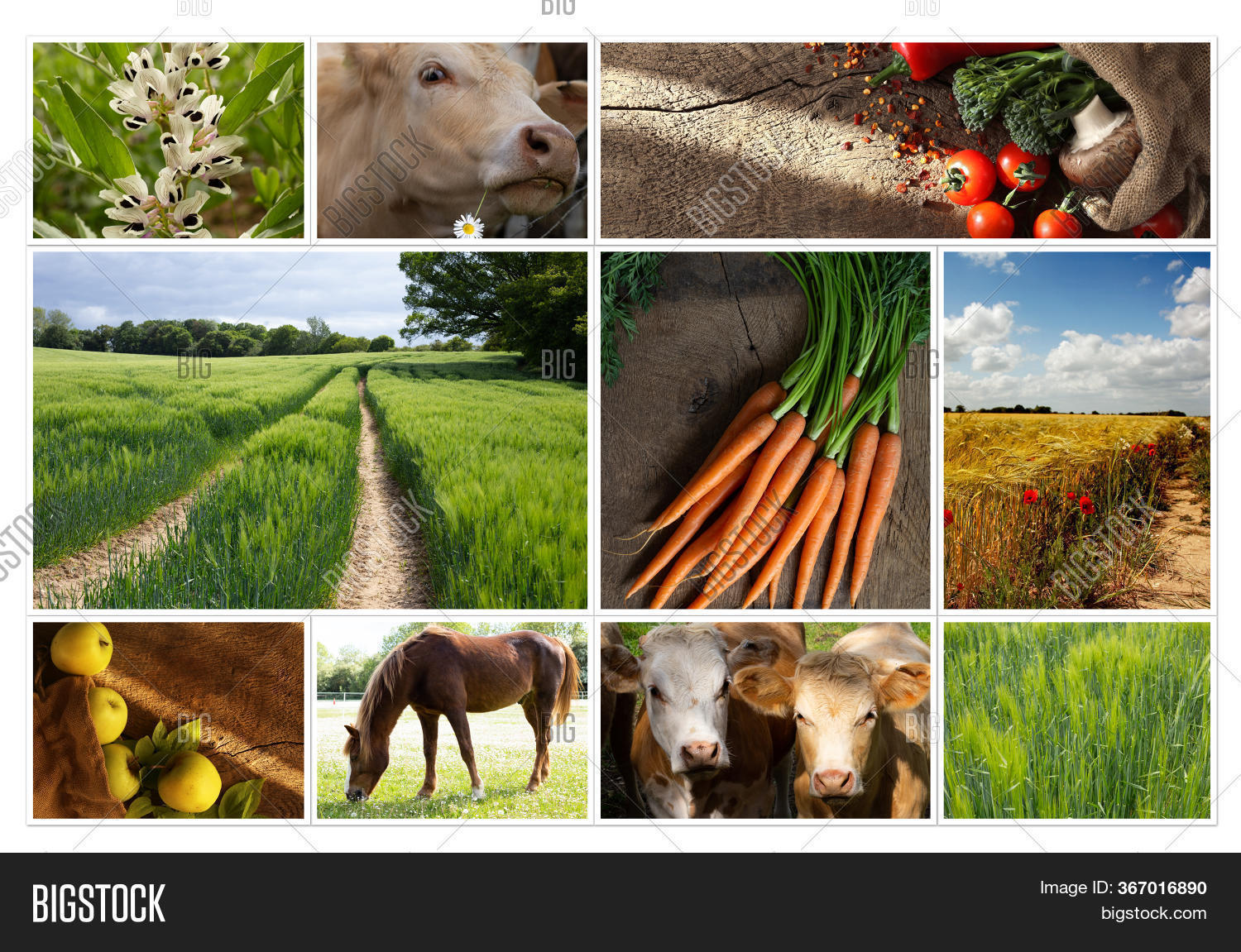 Agriculture Collage, Image & Photo (Free Trial) Bigstock