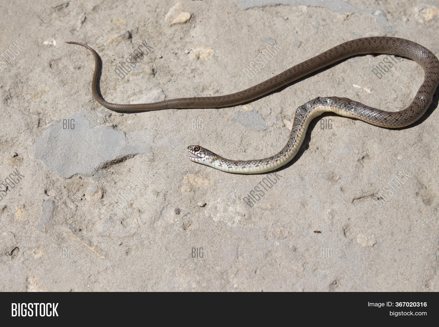 Snake Open Jaws Image & Photo (Free Trial) Bigstock